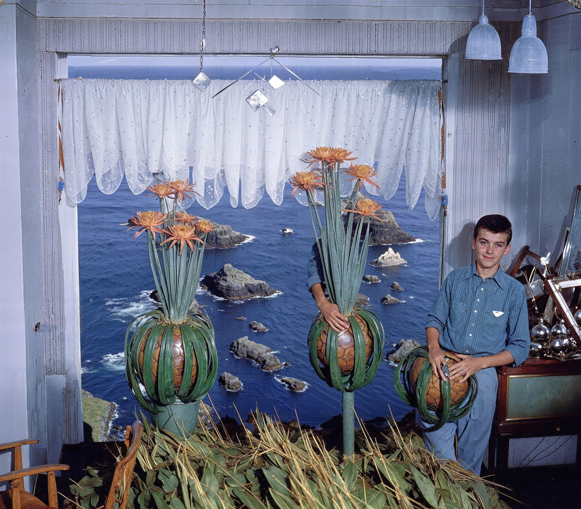 Potted Plants